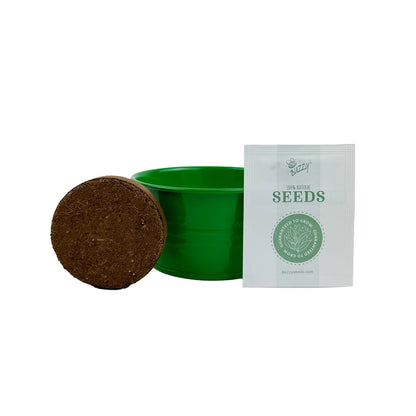 Kids Mini Painted Basin Cactus Grow Kit | Indoor Kit | Gift