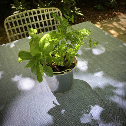 Garden in a Pail | Herbs |