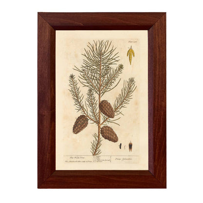 Wild Pine Winter Botanical Framed Print