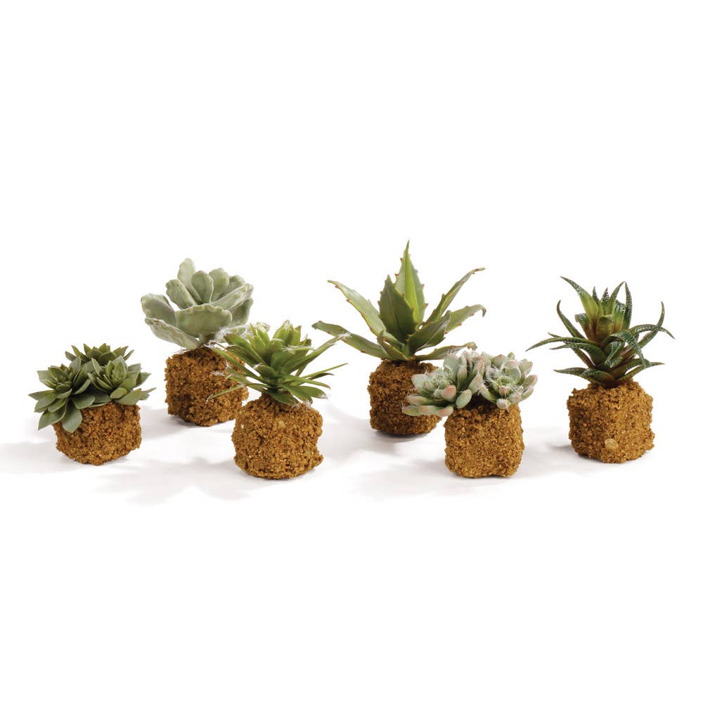 Succulent Drop-Ins 5.5" -Assorted - Sold Separately