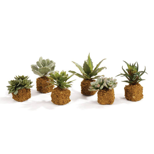 Succulent Drop-Ins 5.5" -Assorted - Sold Separately
