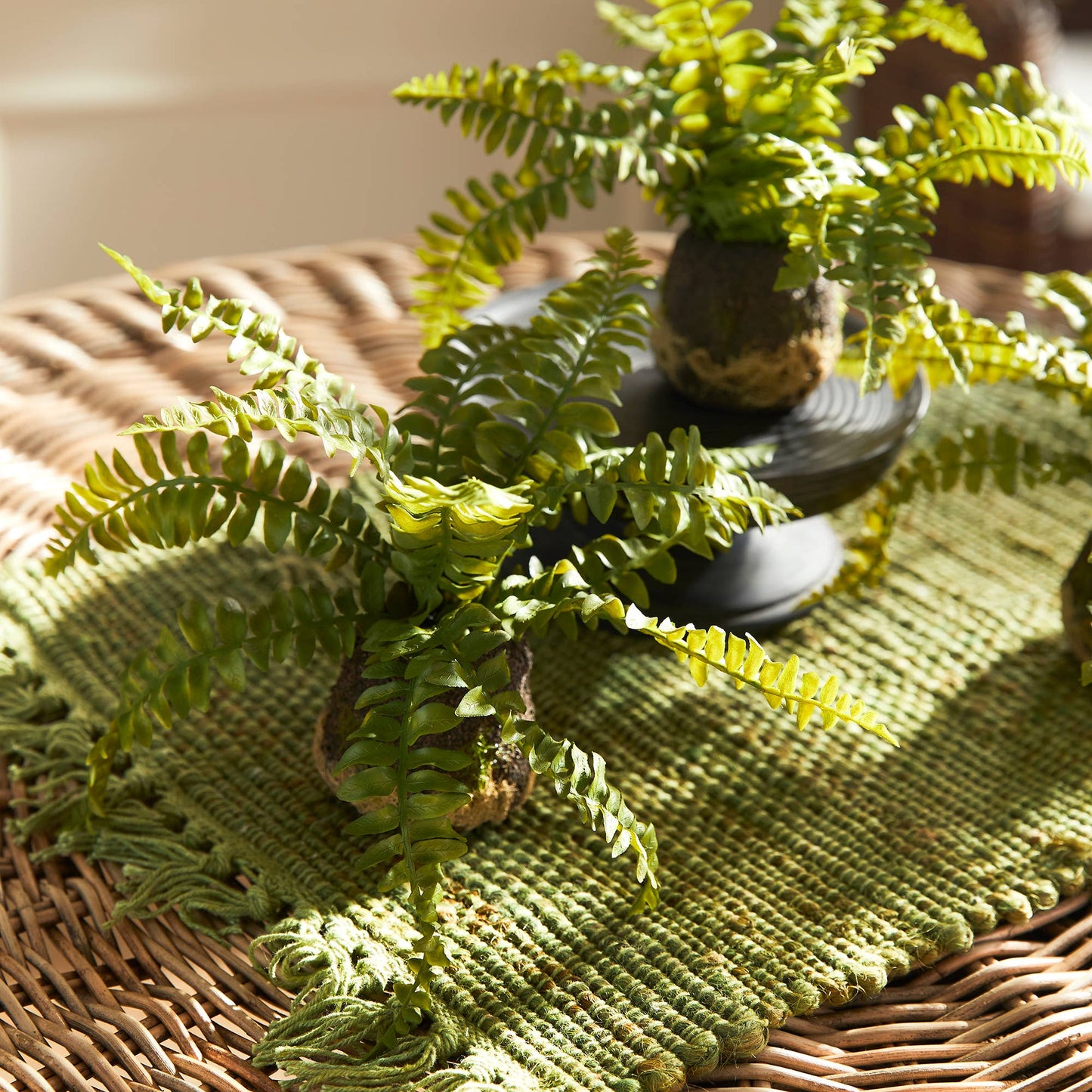 Boston Fern Drop-In