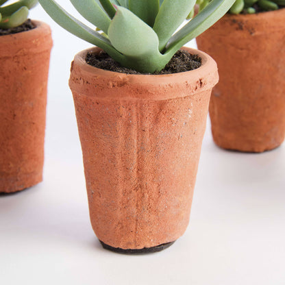 POTTED SUCCULENTS 8.5" -Assorted -Sold Separately