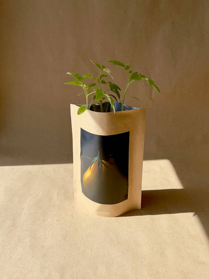 Seed Start | Yellow Pear Tomato