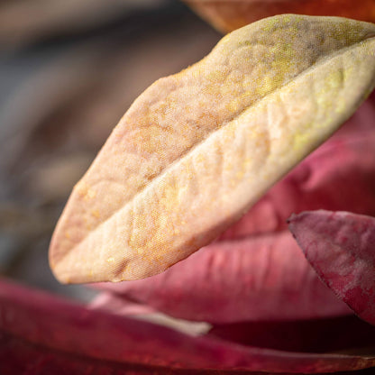 Leaf Spray, Assorted Colors