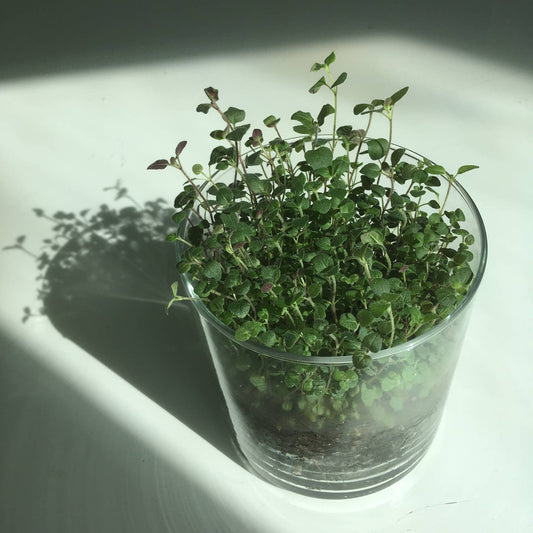 Essential Oregano Garden | Spring Herb Gift