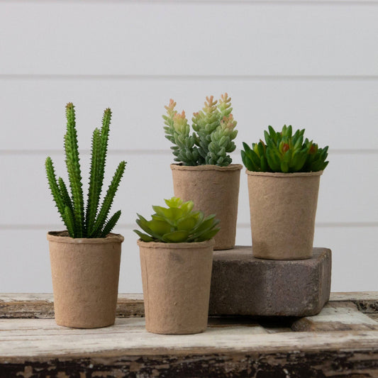 Succulents in Paper Mache Pots - Sold Separately