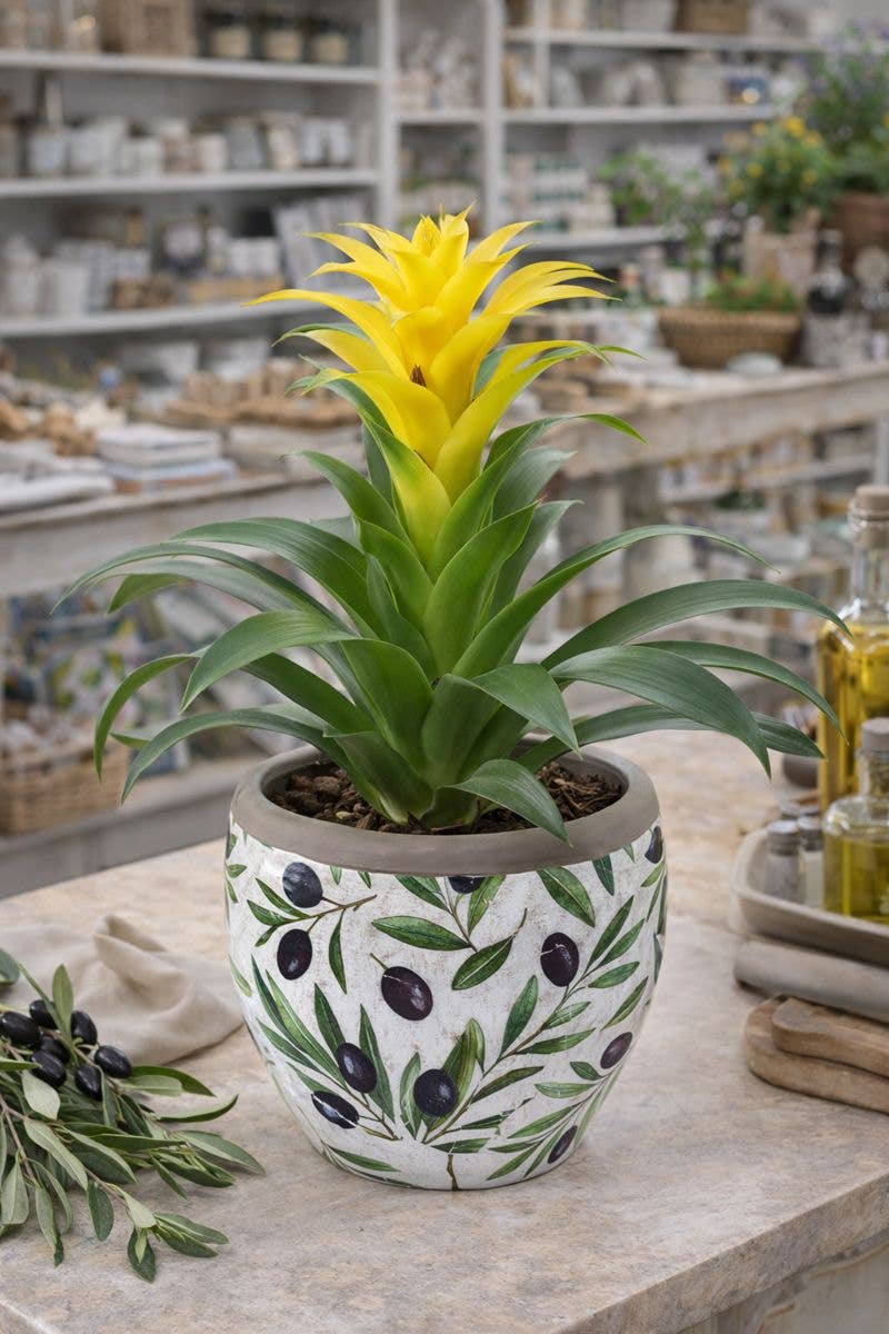 Black Olives Leaves Planter - Spring