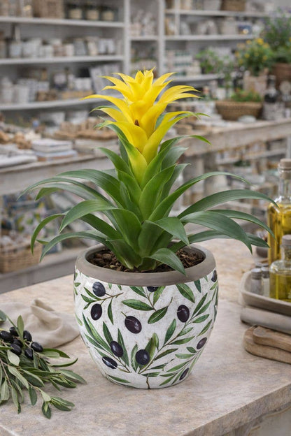 Black Olives Leaves Planter - Spring