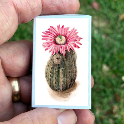 Matches • Turkeyhead Cactus •