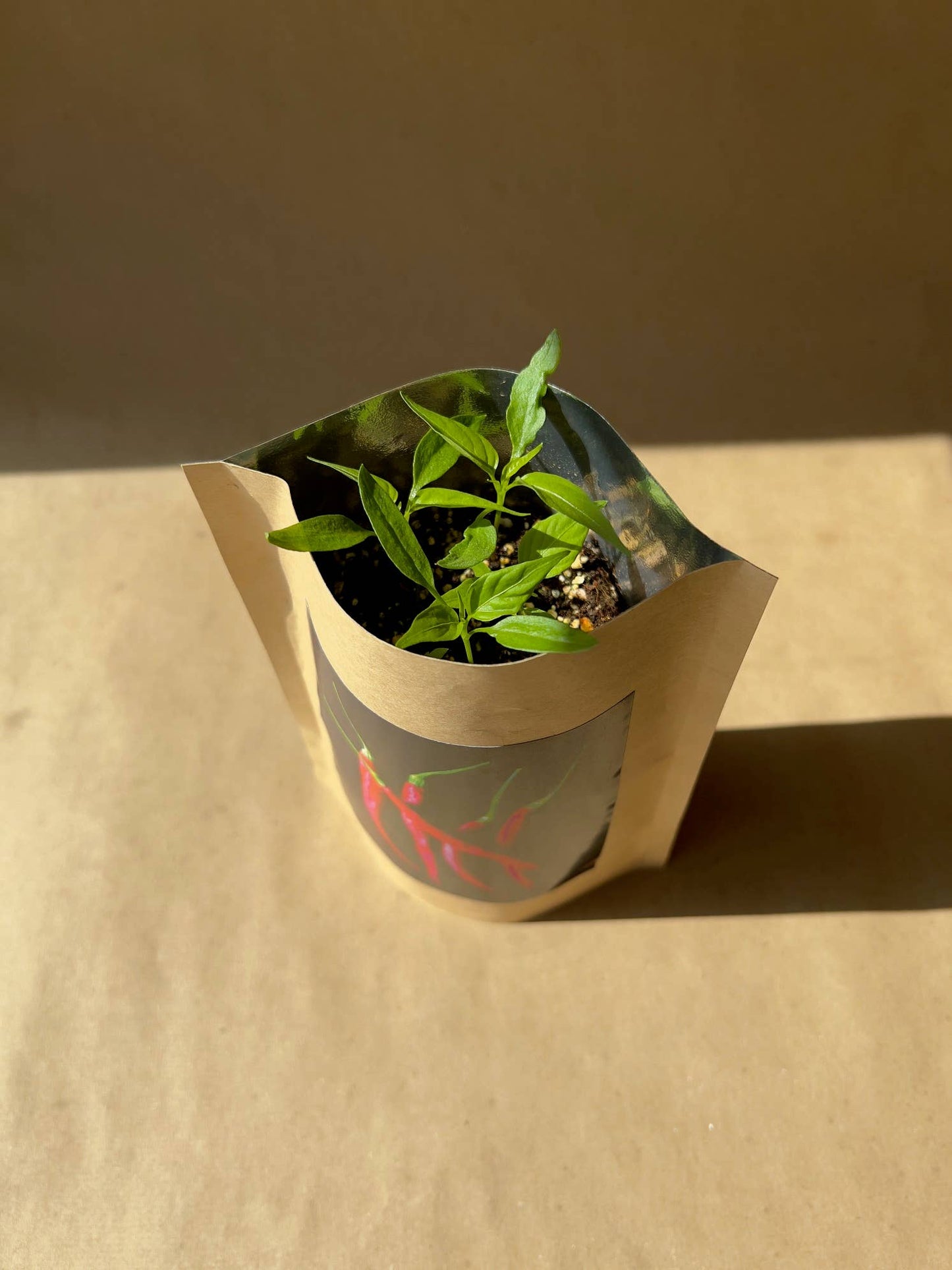 Seed Start | Hot Peppers