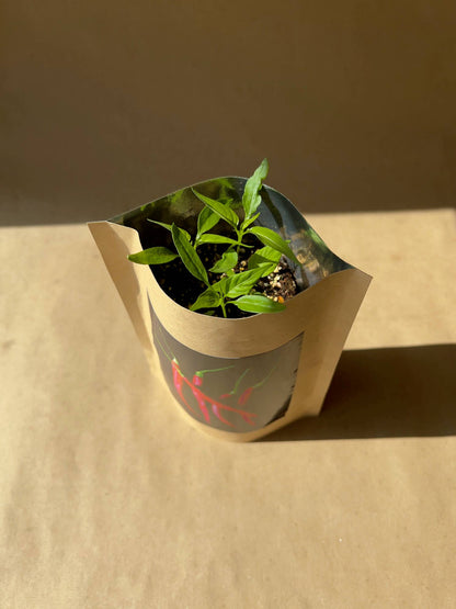 Seed Start | Hot Peppers