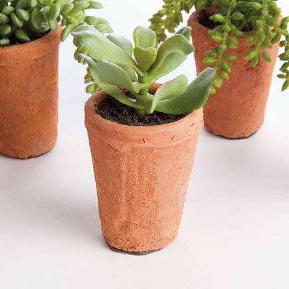 POTTED SUCCULENTS 8.5" -Assorted -Sold Separately