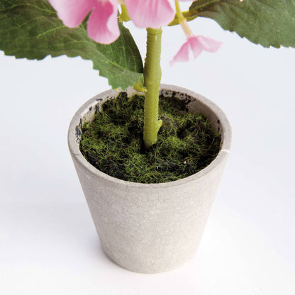 MINI HYDRANGEA POTTED 8"