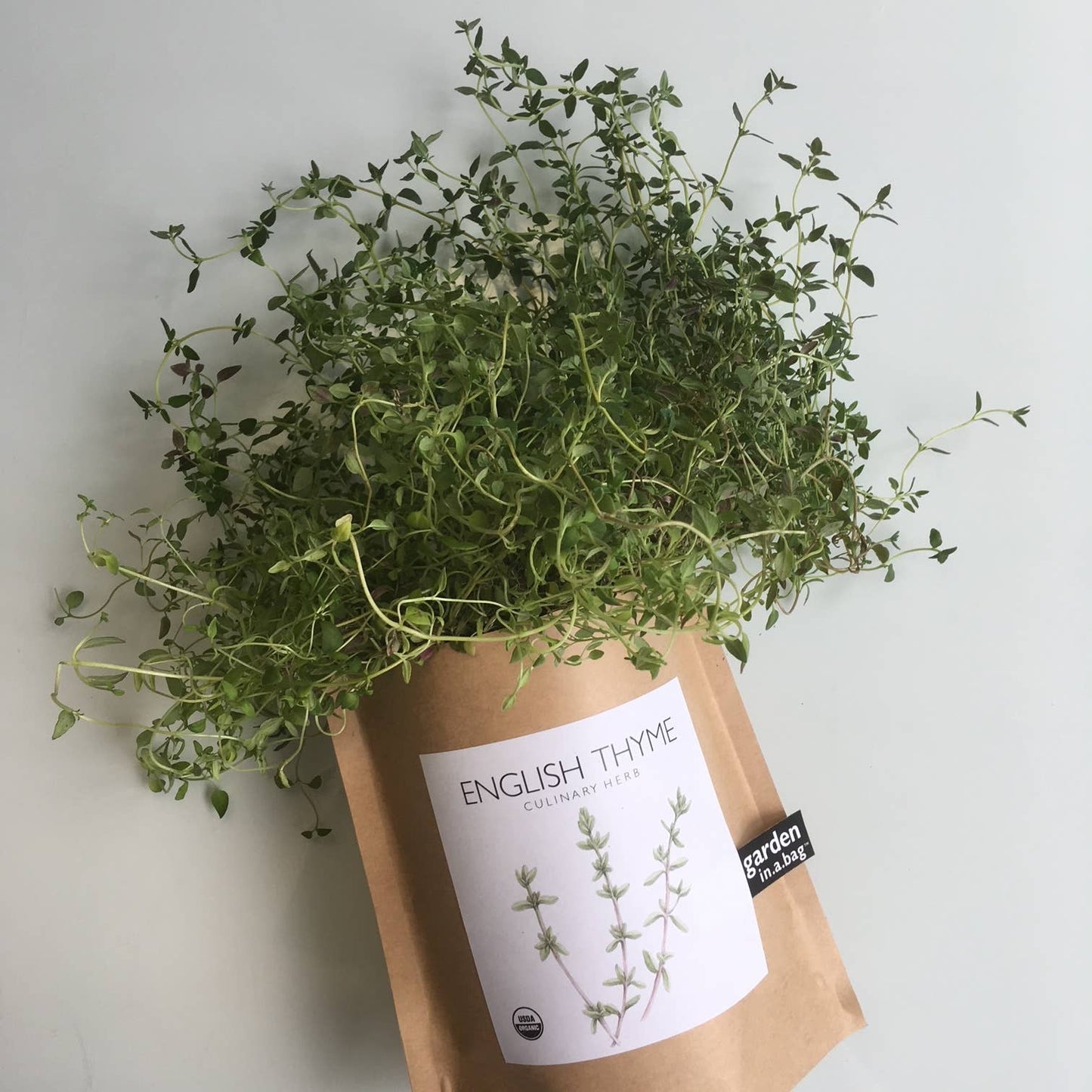 Garden in a Bag | English Thyme