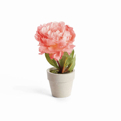 Mini Peony Potted 6.5" Coral