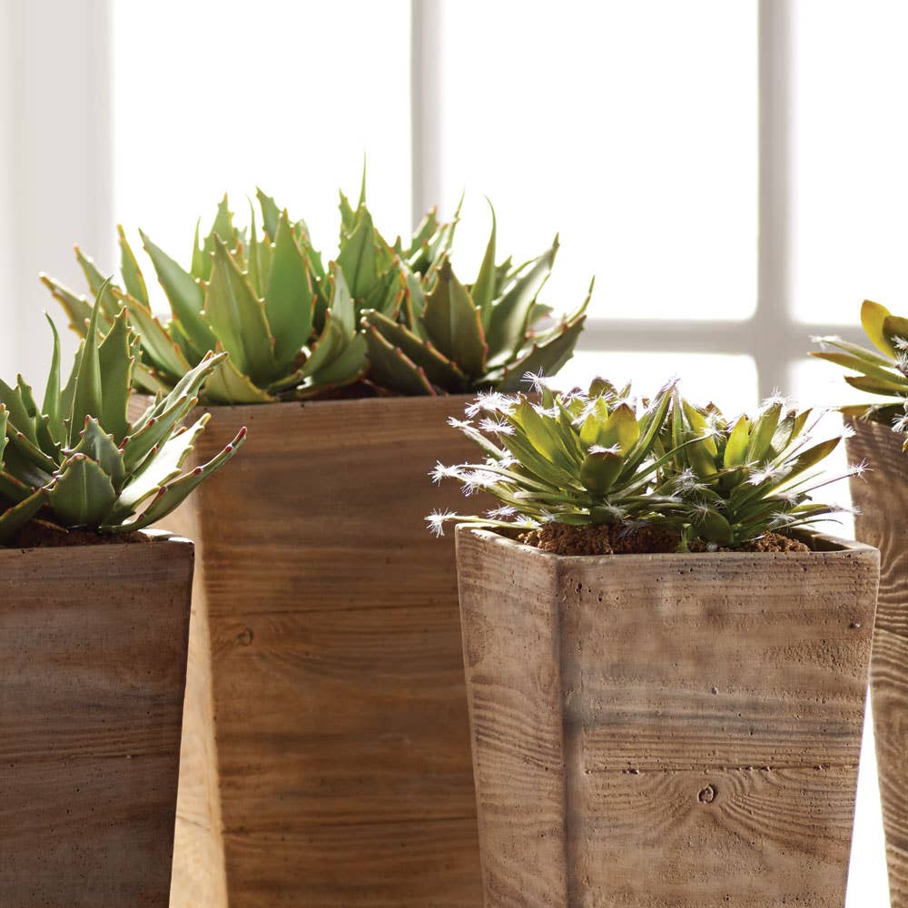 Succulent Drop-Ins 5.5" -Assorted - Sold Separately