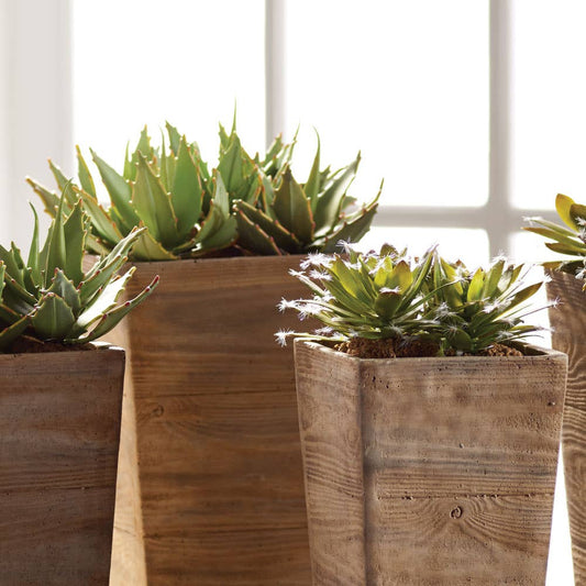Succulent Drop-Ins 5.5" -Assorted - Sold Separately