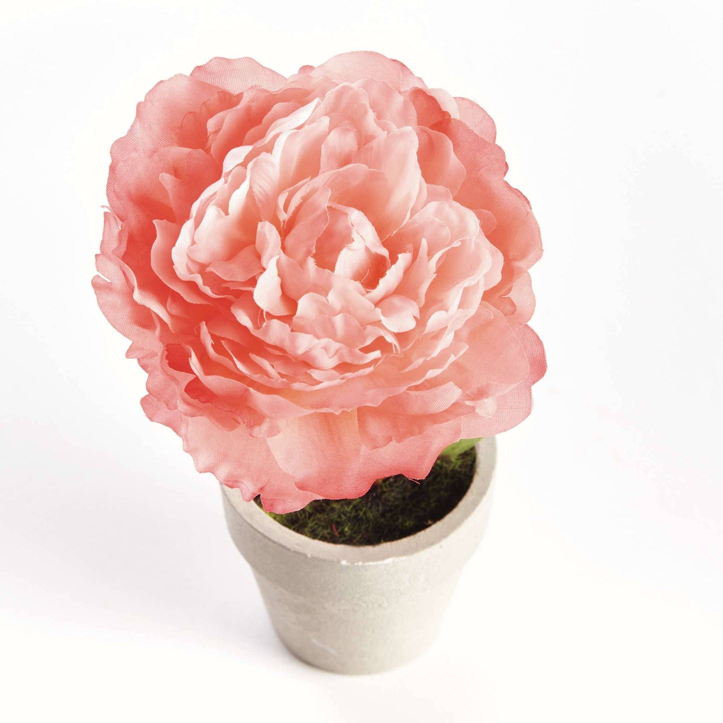 Mini Peony Potted 6.5" Coral
