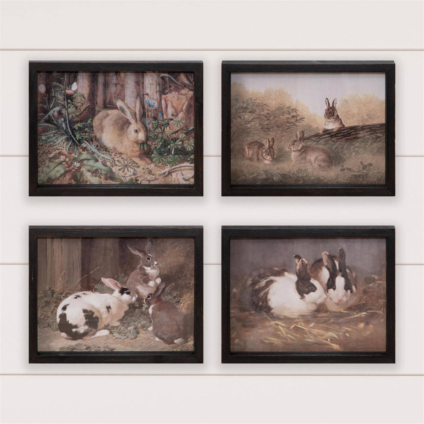 Framed Prints - Antique Rabbits-Set of 4