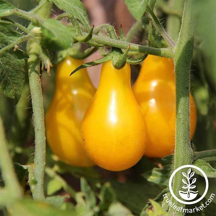 Seed Start | Yellow Pear Tomato