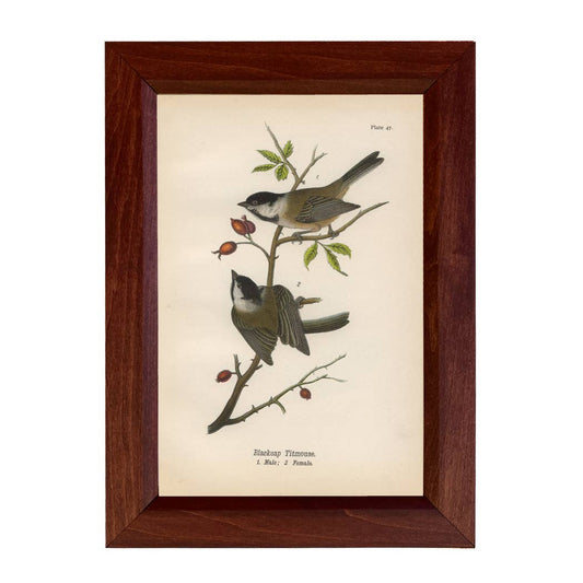 Blackcap Titmouse Illustration Print Behind Glass