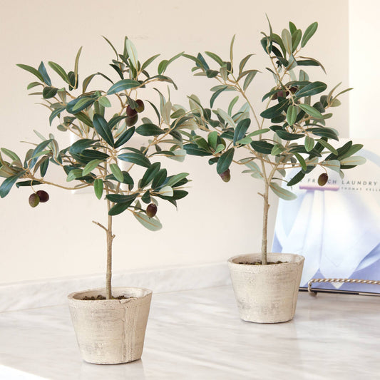 Olive Tree With Fruit In Pot 19.5"