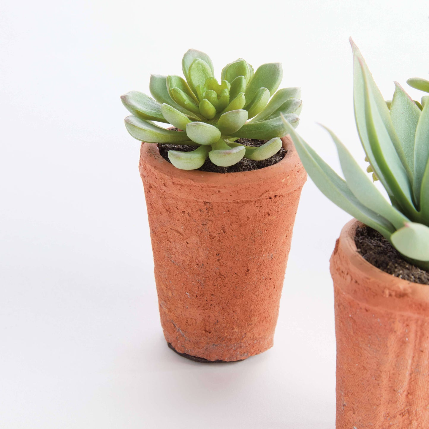 POTTED SUCCULENTS 8.5" -Assorted -Sold Separately
