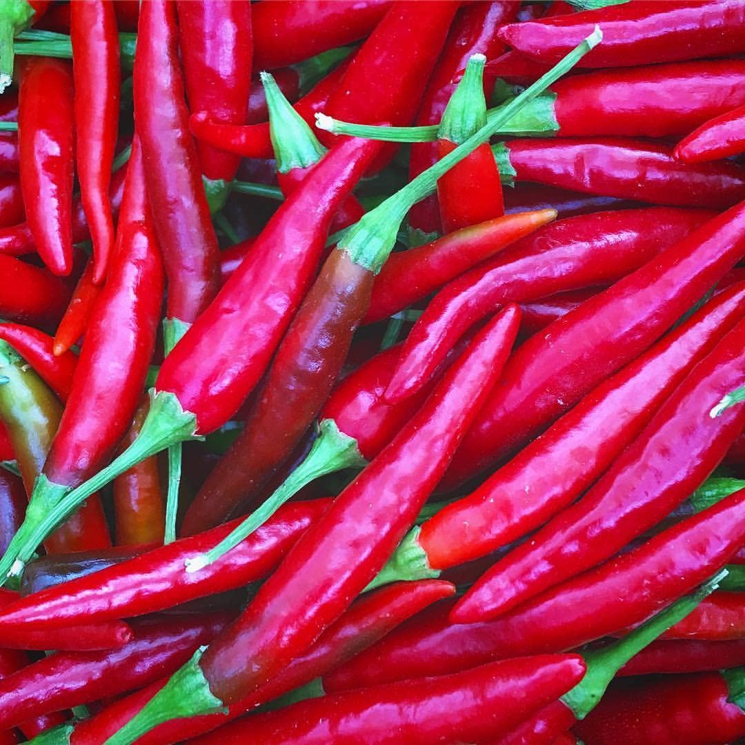 Seed Start | Hot Peppers