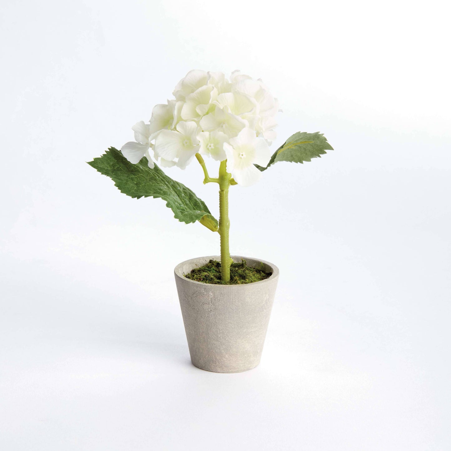 MINI HYDRANGEA POTTED 8"