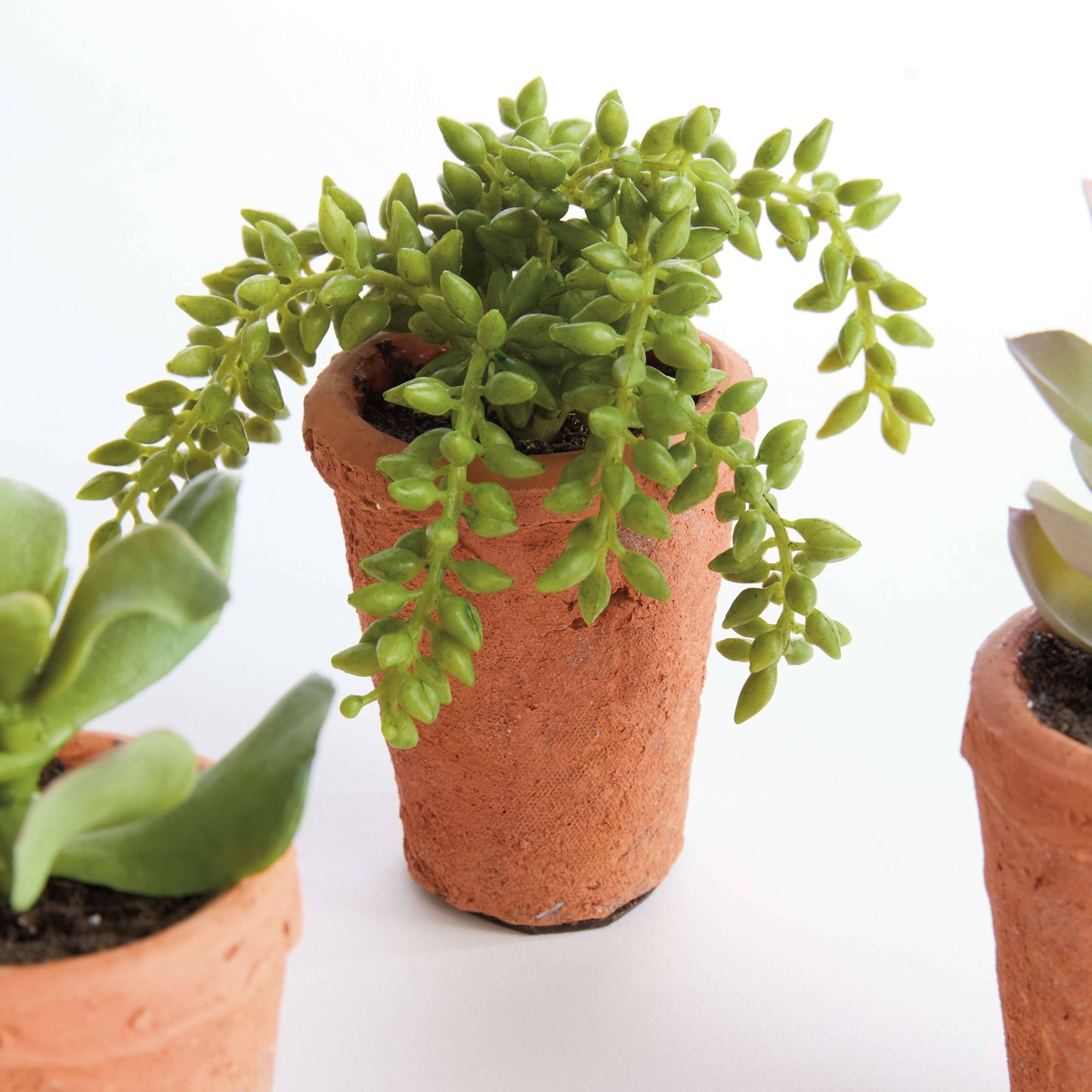 POTTED SUCCULENTS 8.5" -Assorted -Sold Separately