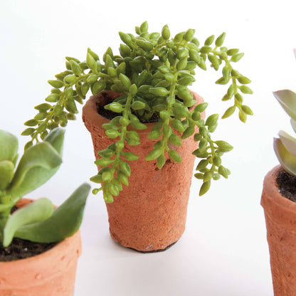 POTTED SUCCULENTS 8.5" -Assorted -Sold Separately