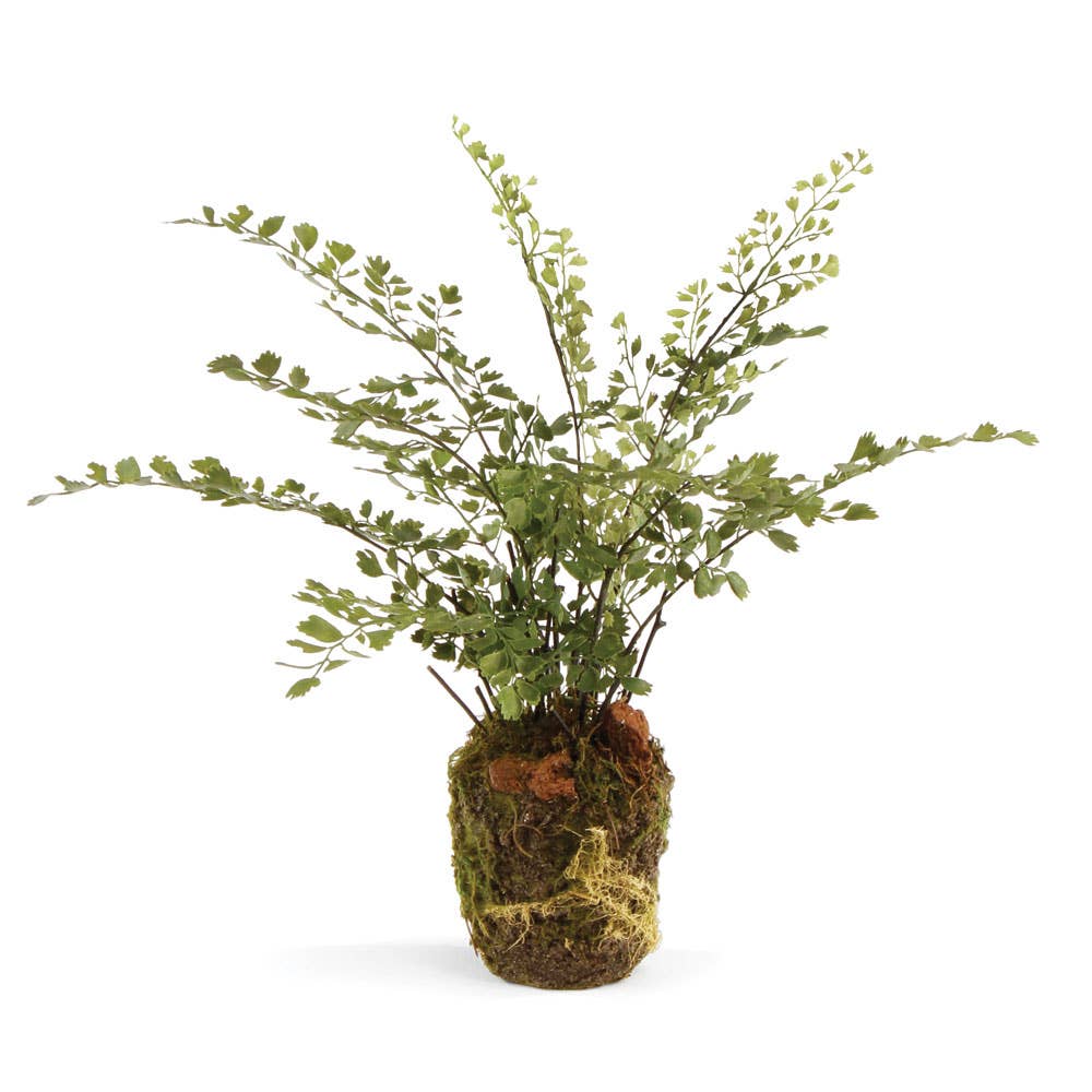 Maidenhair Fern Drop-In 13"