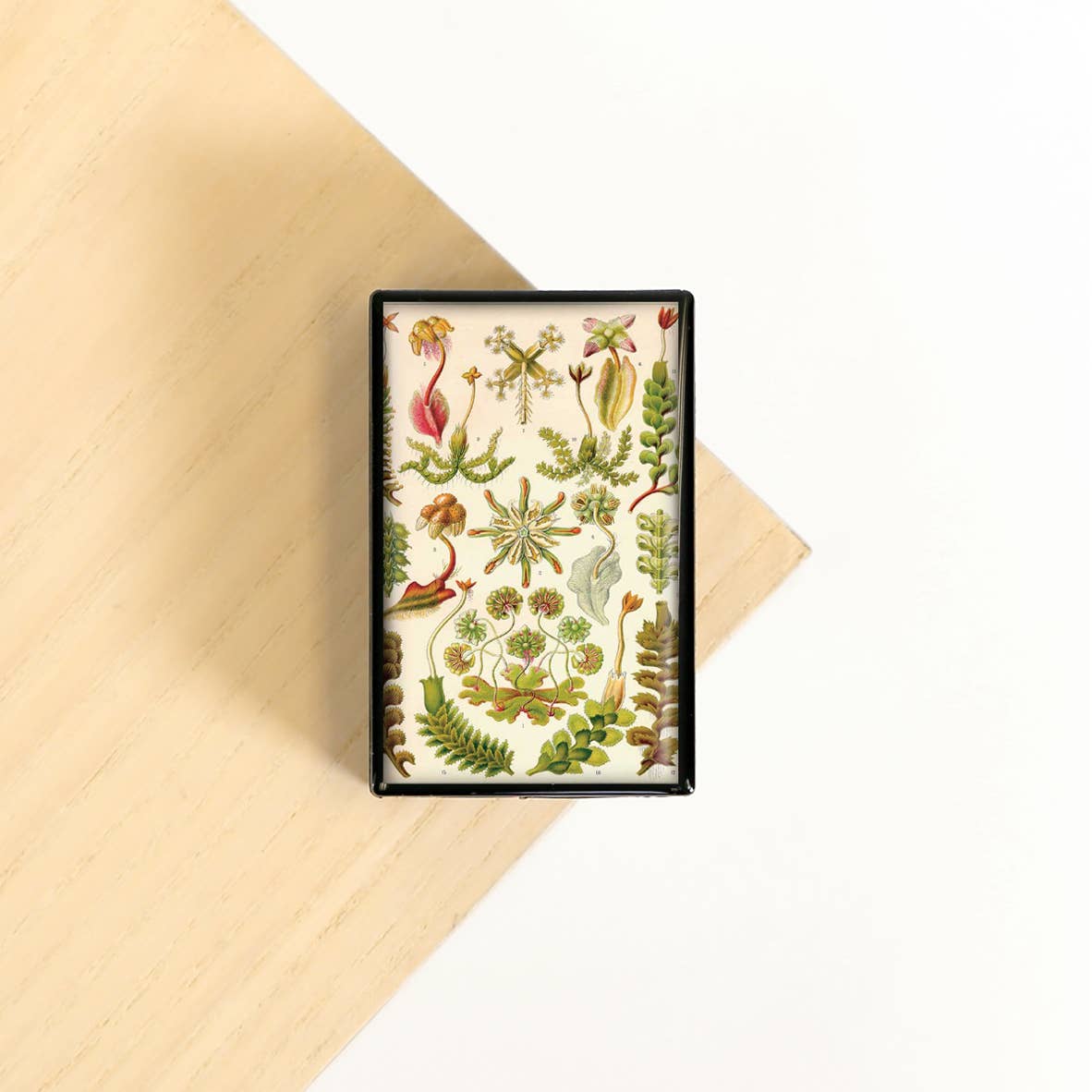Botanical Print Flowers Succulent Nursery Garden Slide Box