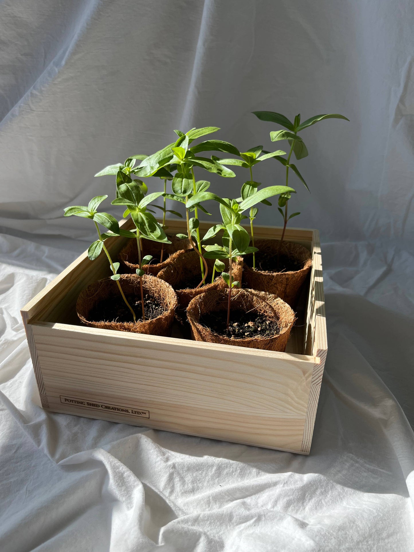 Flower Cutting Garden Box | Mixed Zinnia
