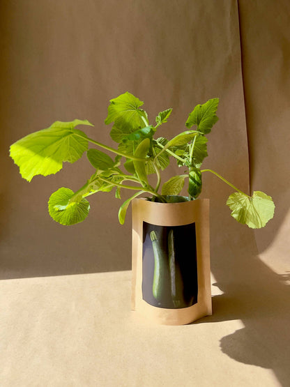Seed Start | Zucchini