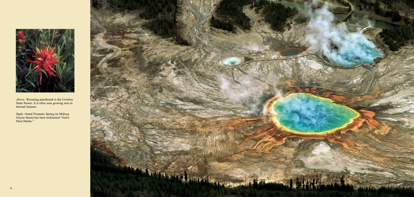 Wild Yellowstone: Land of Geysers & Grizzlies