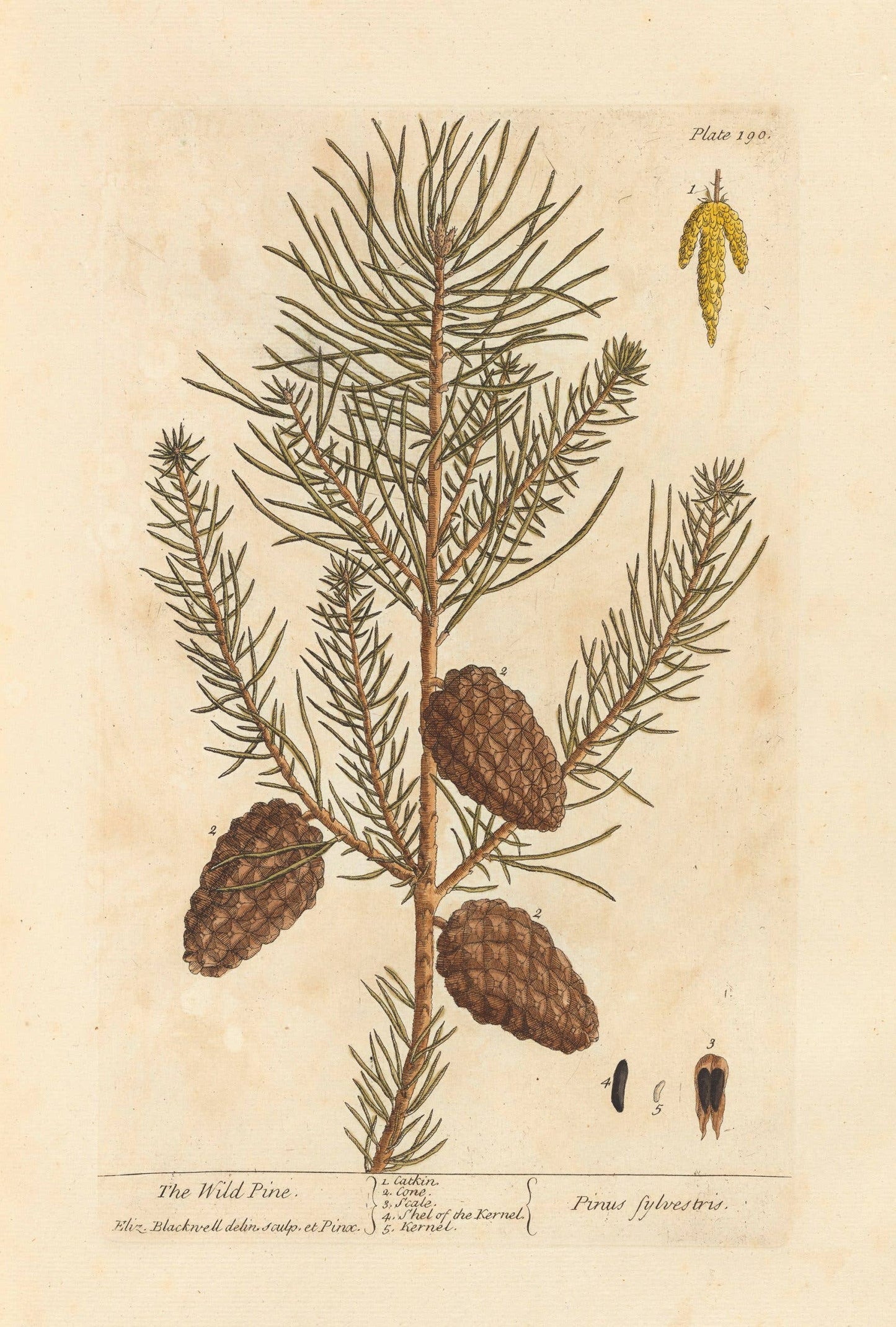 Wild Pine Winter Botanical Framed Print