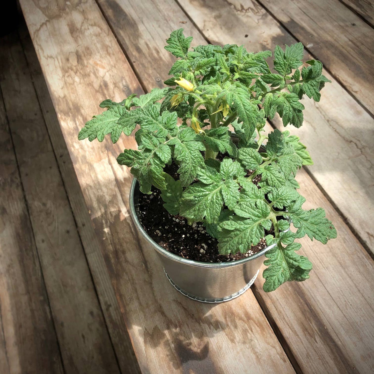 Garden in a Pail | Mini Tomato |Easy Spring Container Garden