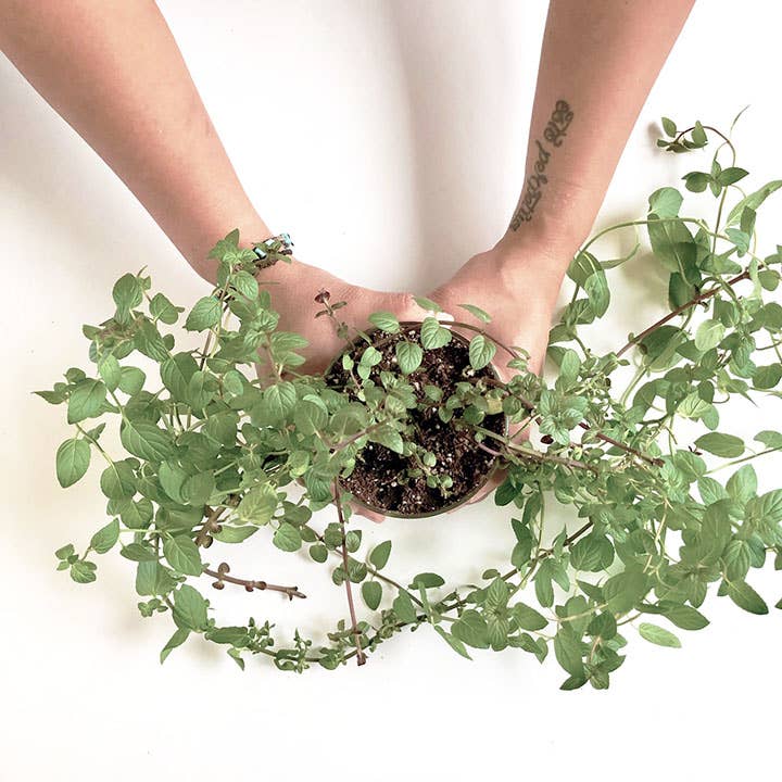 Essential Oregano Garden | Spring Herb Gift