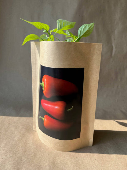 Seed Start | Sweet Pepper