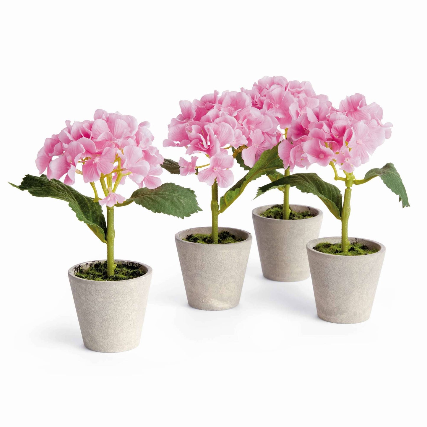 MINI HYDRANGEA POTTED 8"