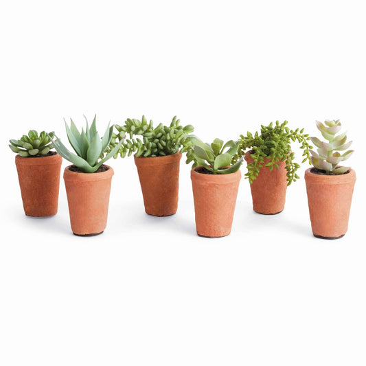 POTTED SUCCULENTS 8.5" -Assorted -Sold Separately