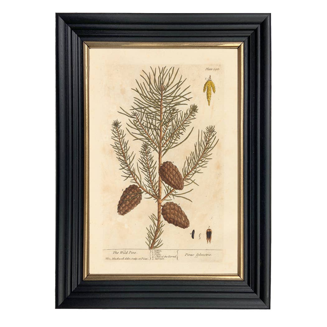 Wild Pine Winter Botanical Framed Print