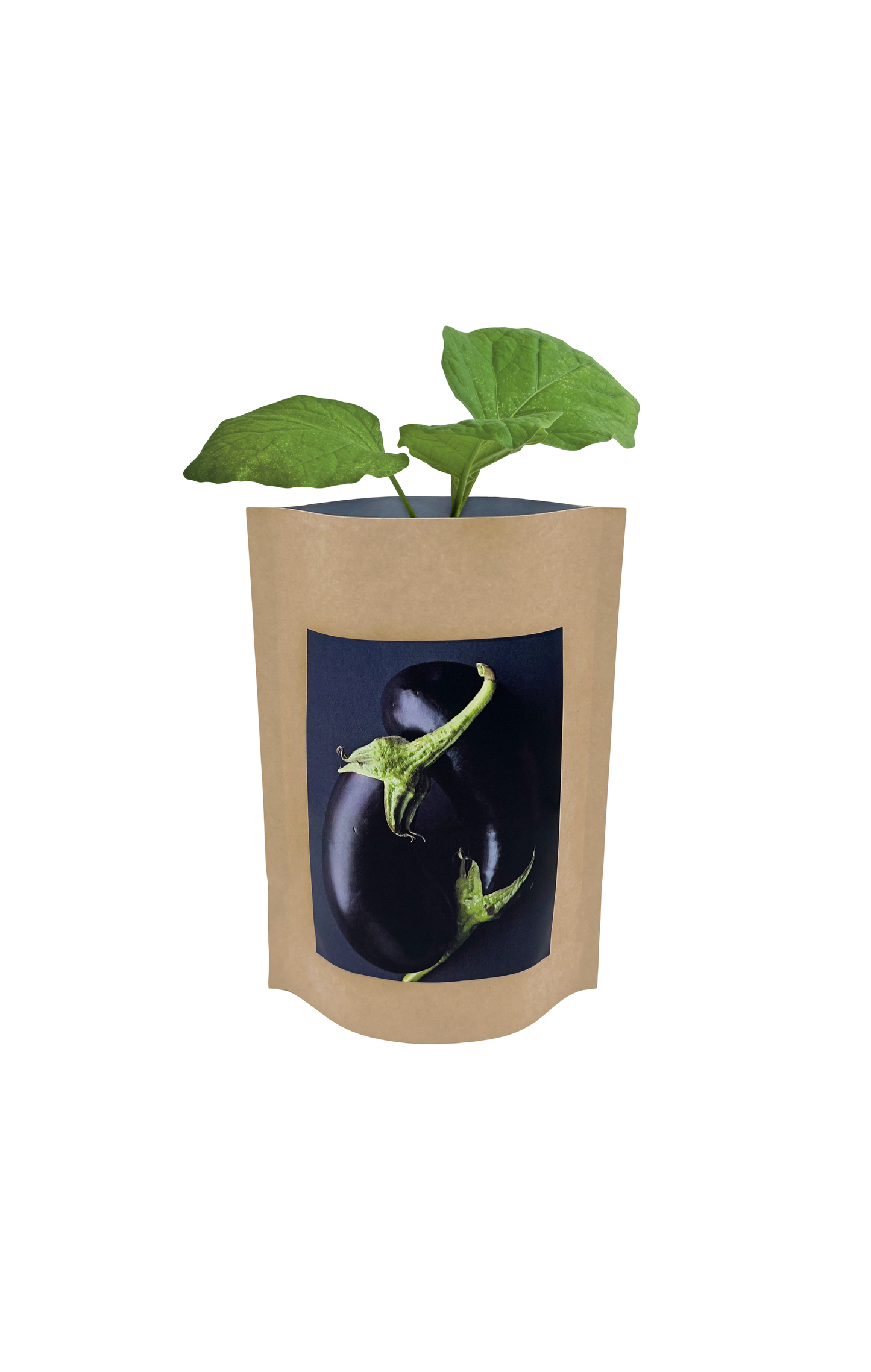 Seed Start | Eggplant