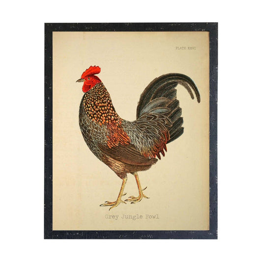 Grey Jungle Fowl Rooster