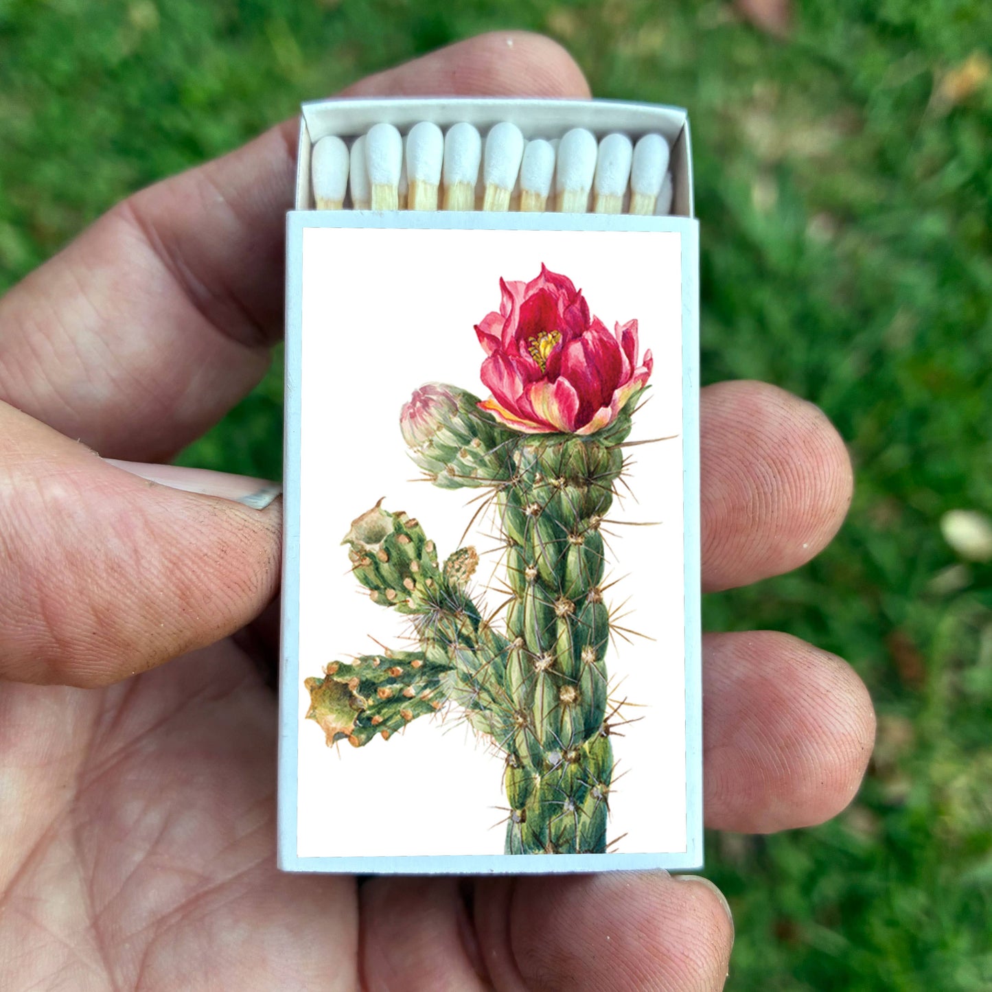 Matches • Walkingstick Cholla Cactus