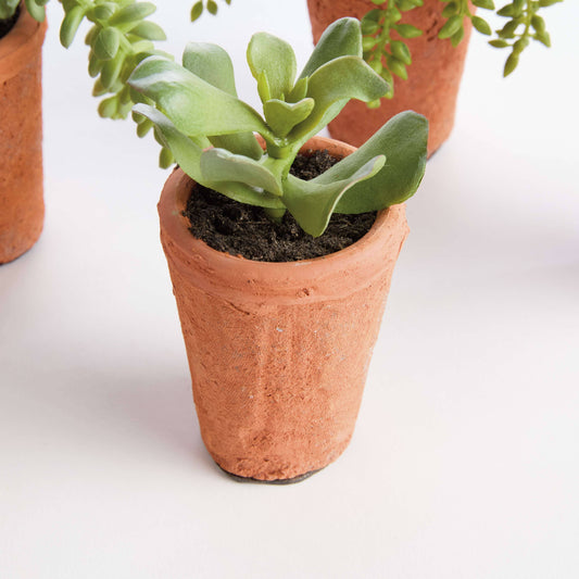 POTTED SUCCULENTS 8.5" -Assorted -Sold Separately