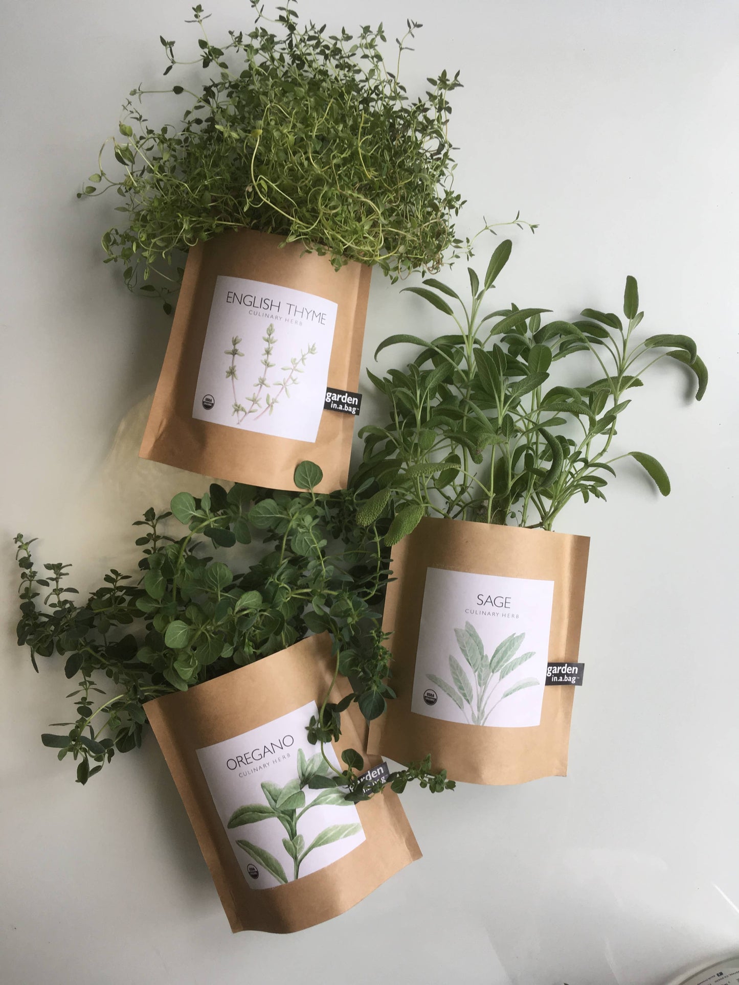 Garden in a Bag | Sage | Spring Kitchen Garden Gift