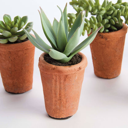 POTTED SUCCULENTS 8.5" -Assorted -Sold Separately